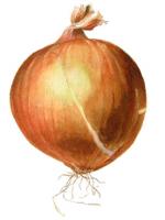 cebula4