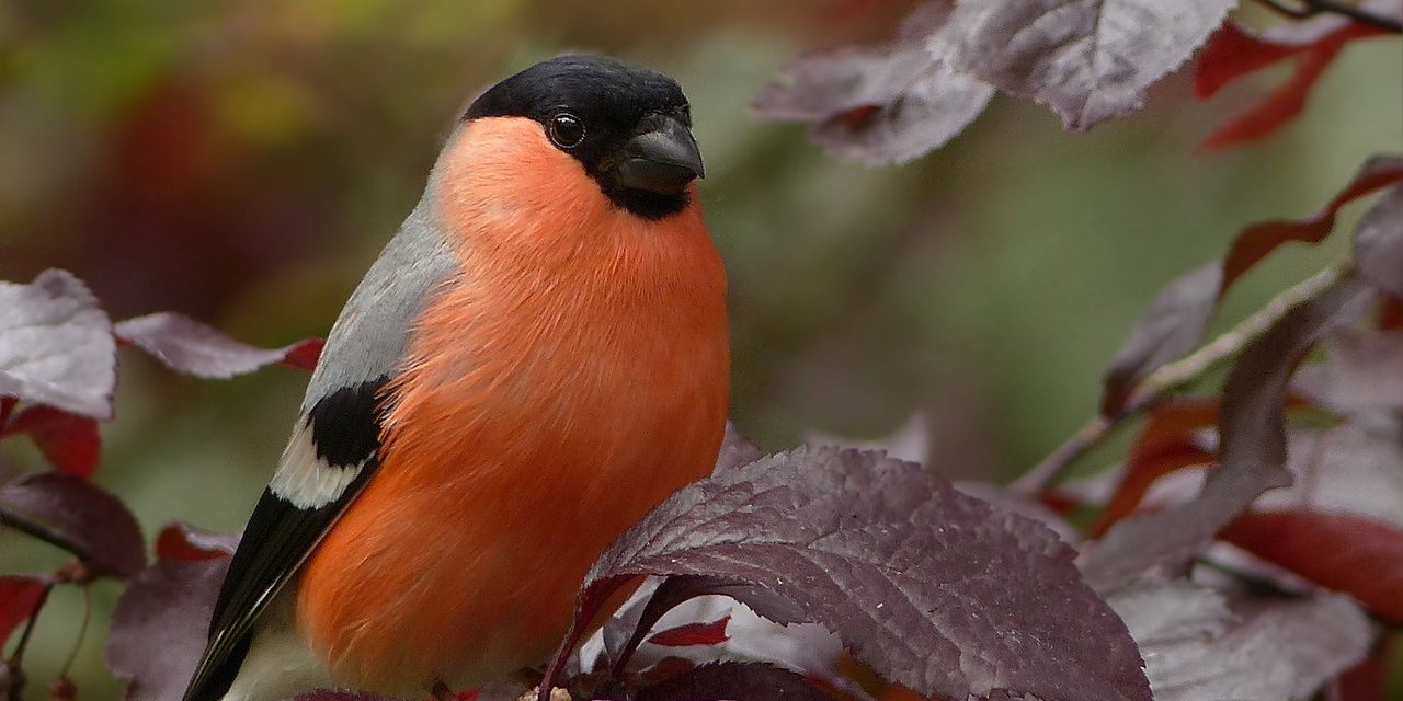 Karmniki dla ptaków – czyli jak ożywić swój ogród zimą
